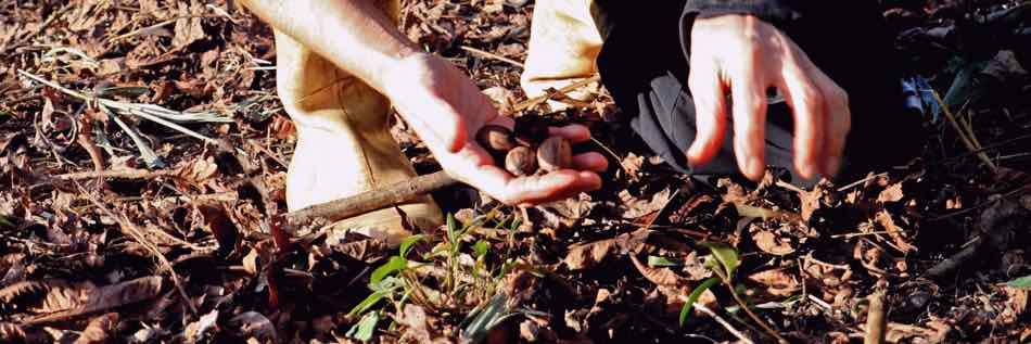 Tips on Growing Fresh Flowers This Summer | Cultivating the Garden